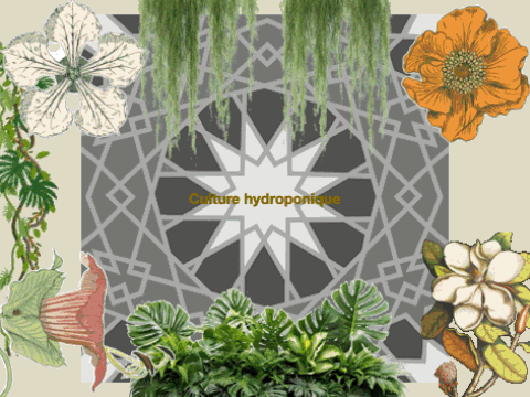 Culture hydroponique