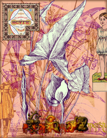 arrowrootpla_15087